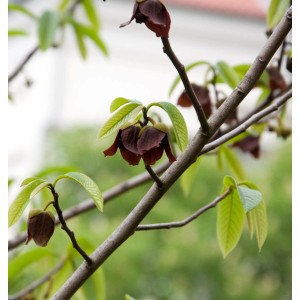 Indianerbanane (Asimina triloba) mit braunen Blüten und grünen Blättern am Strauch.