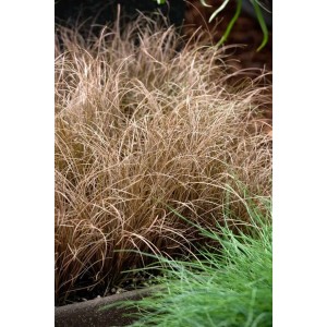 Bronzefarbenes Ziergras Carex Comans Bronze im 9x9 cm Topf.
