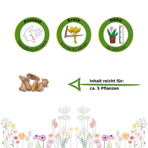 Nordmanntanne Samen: Aussaat, Ernte, Höhe und Inhalt für ca. 5 Pflanzen.