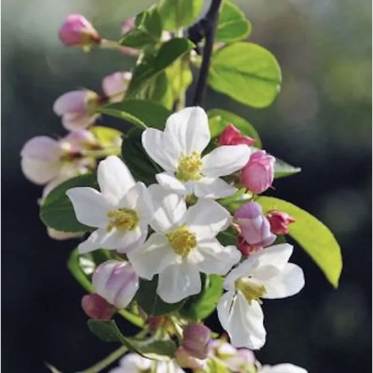 Hochstamm Zierapfel Adirondack 80-100cm - Malus