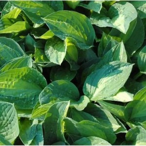 Nahaufnahme der Funkie Striptease (Hosta nigrescens) mit grünen Blättern.
