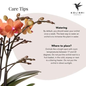 Orange Kolibri Orchidee Phalaenopsis im Bolzano & Jaguar Topf (9cm). Blühende Zimmerpflanze.