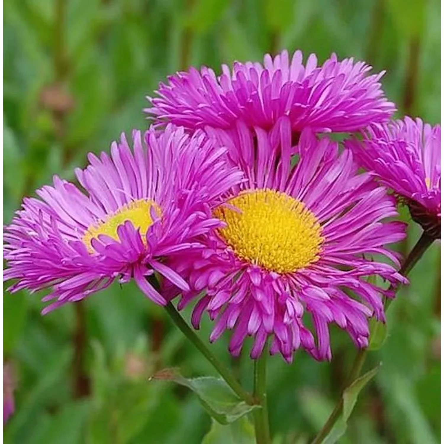 Feinstrahlaster Karminstrahl - Erigeron cultorum