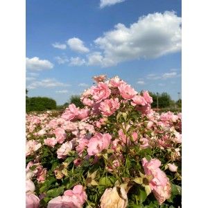 Rosa Bodendeckerrose 'Sommerwind' mit rosa Blütenmeer im Garten unter blauem Himmel.