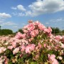 Rosa Bodendeckerrose 'Sommerwind' mit rosa Blütenmeer im Garten unter blauem Himmel.