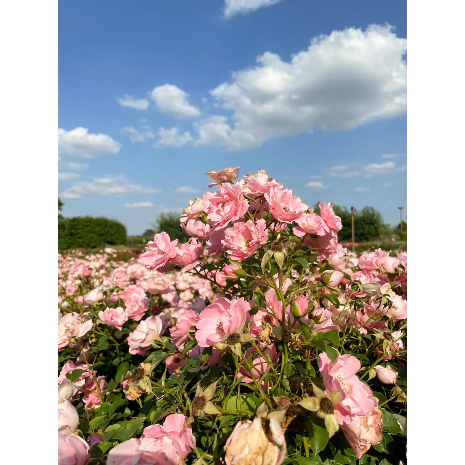 Rosa Bodendeckerrose 'Sommerwind' mit rosa Blütenmeer im Garten unter blauem Himmel.