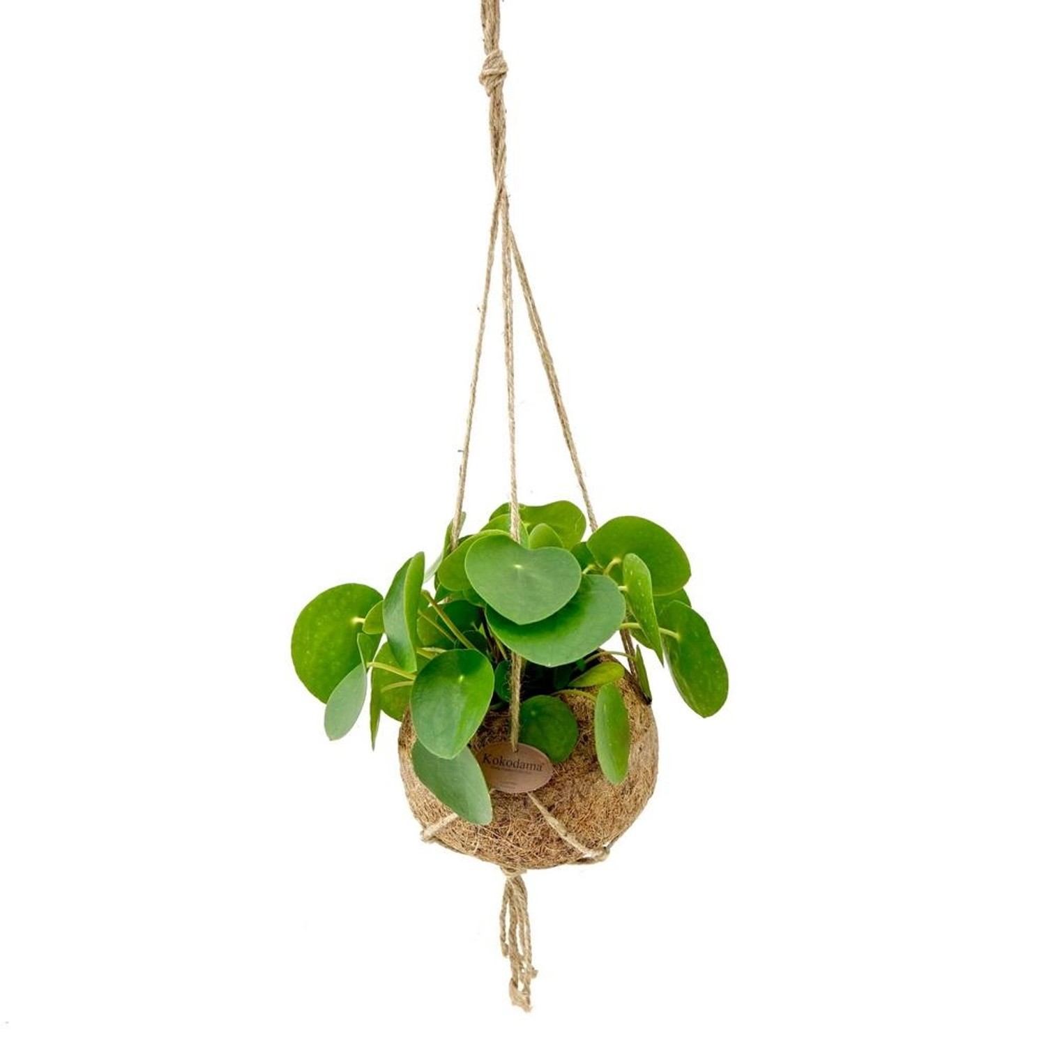 Exotenherz Kokodama Glückstaler im Xlkokodamagefäß zum Hängen Pilea Peperomioides ca. 17cm