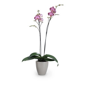 Scheurich Pflanzgefäß 620, Ø 13 cm, taupe, mit blühender Orchidee im Topf.