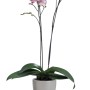 Scheurich Pflanzgefäß 620, Ø 13 cm, taupe, mit blühender Orchidee im Topf.