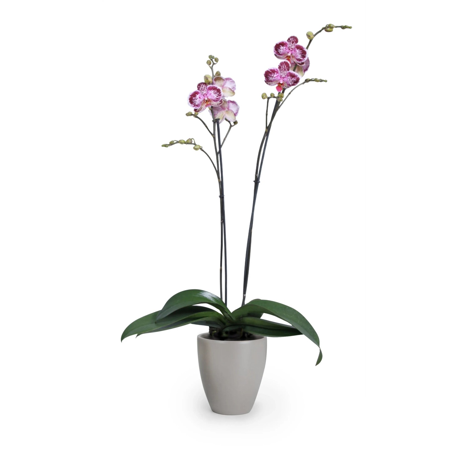 Scheurich Pflanzgefäß 620, Ø 13 cm, taupe, mit blühender Orchidee im Topf.