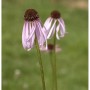 Blühender Bleicher Sonnenhut 'Hula Dancer' (Echinacea pallida) im Garten.
