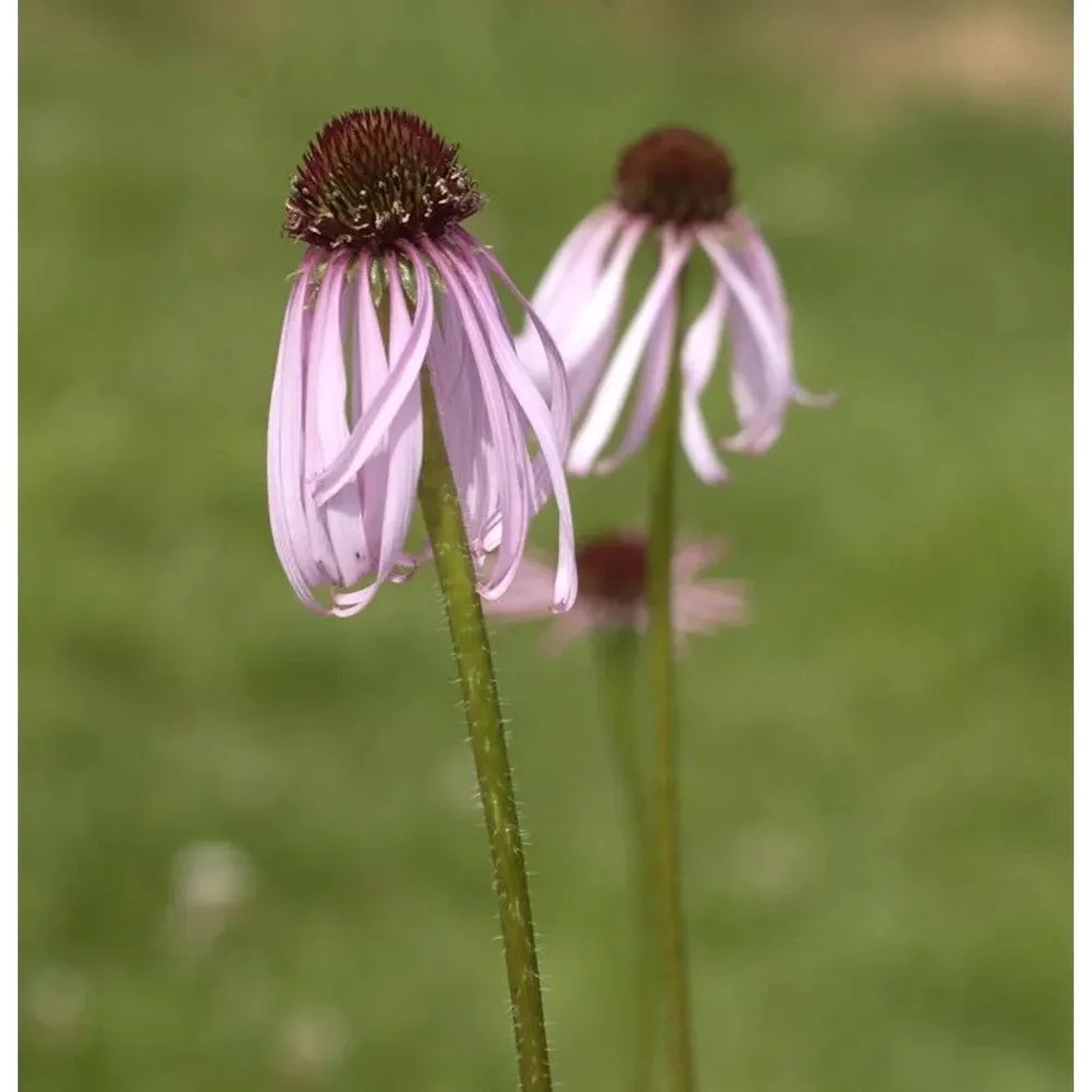 Bleicher Sonnenhut Hula Dancer - Echinacea pallida