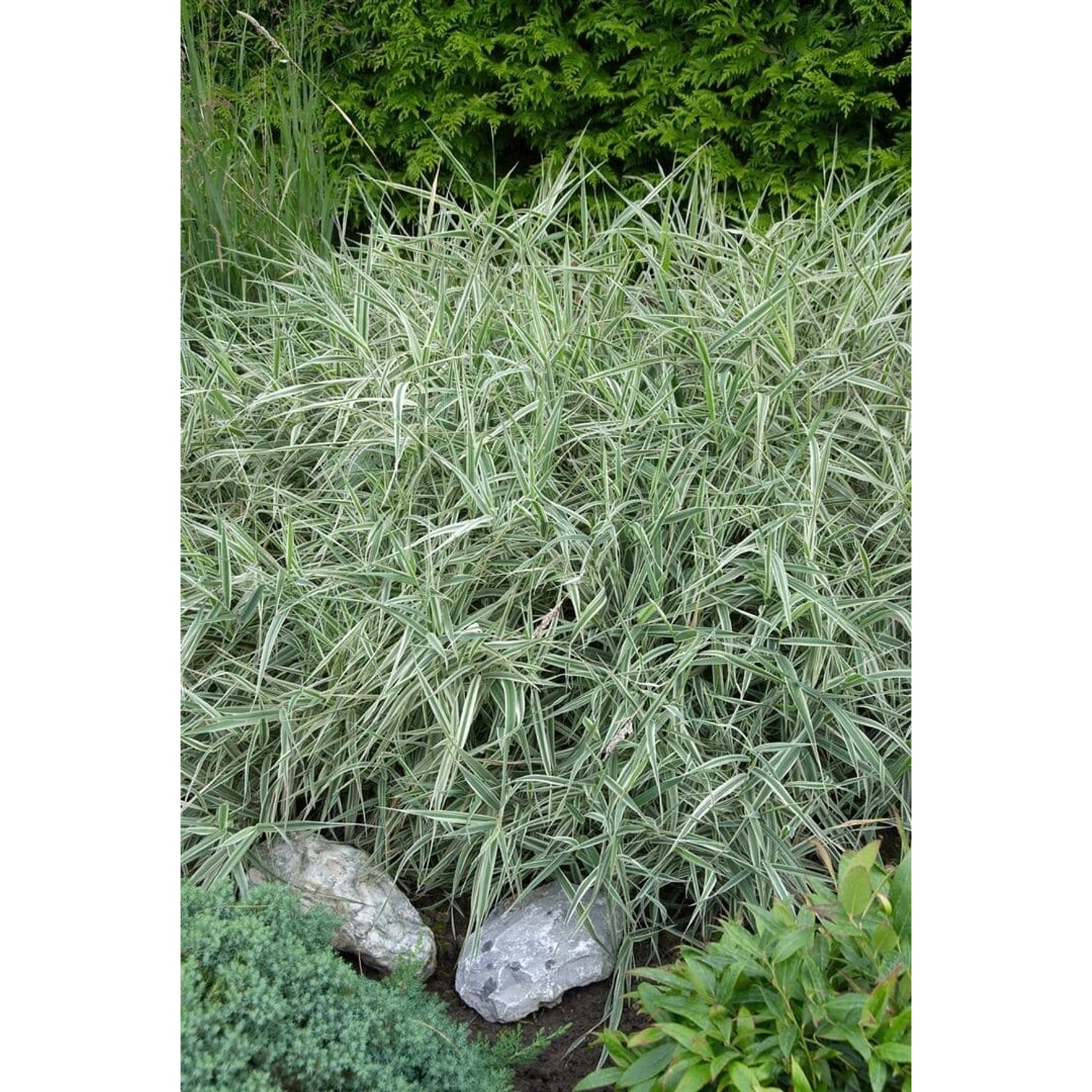Holcus Mollis Albovariegatus Bunte Waldschmiele Ca. 9x9 cm Topf günstig online kaufen