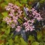 Schwarzer Holunder Black Beauty mit rosa Blüten und dunklem Laub.