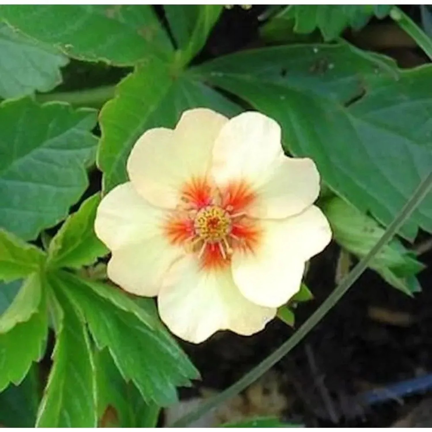 Garten Fingerkraut - Potentilla tonguei