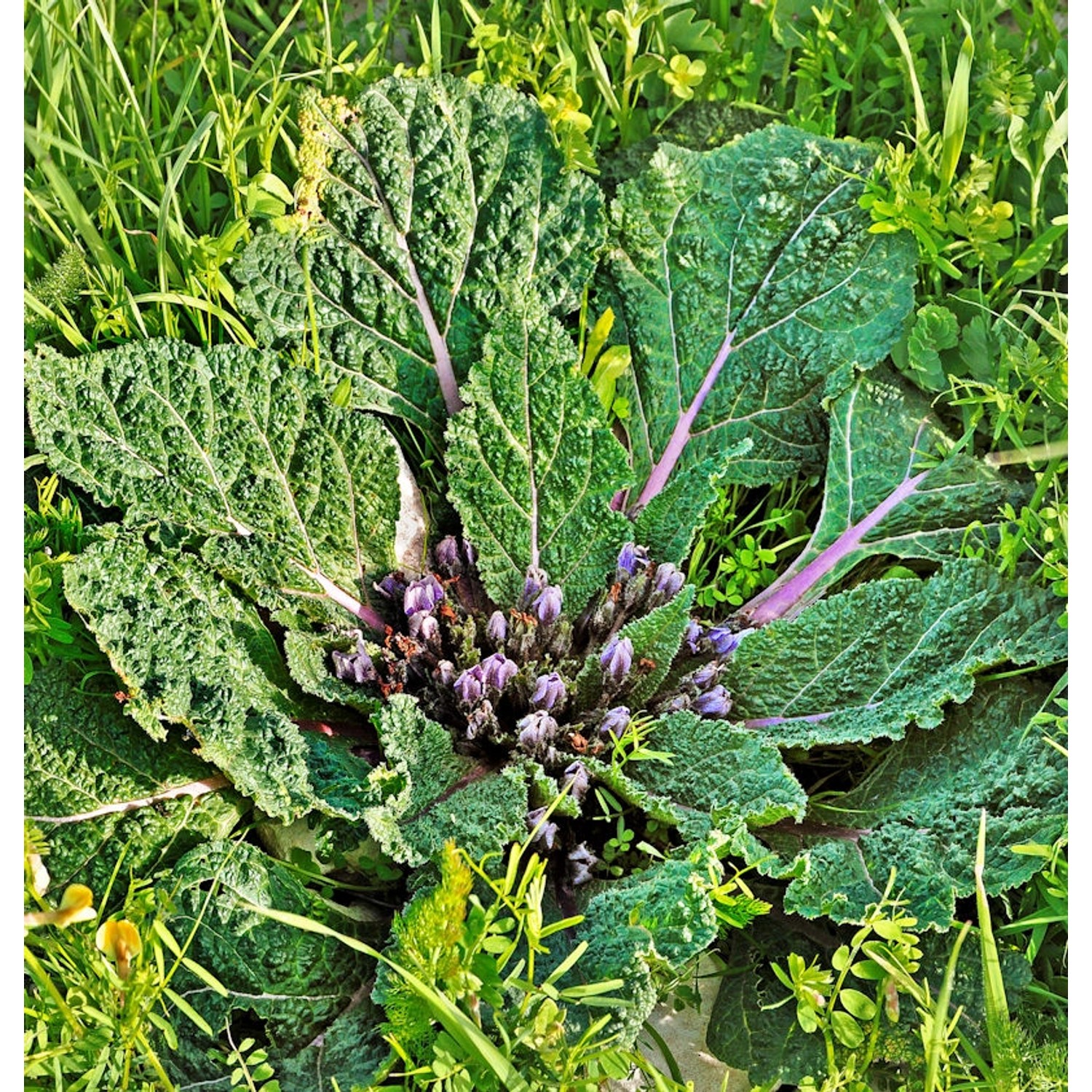 Herbst-Alraune - Mandragora autumnalis günstig online kaufen