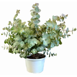 GROW by OBI Eukalyptus Silver Dollar im Topf, silbrig-grüne Blätter. Blühpflanze für Garten und Balkon.