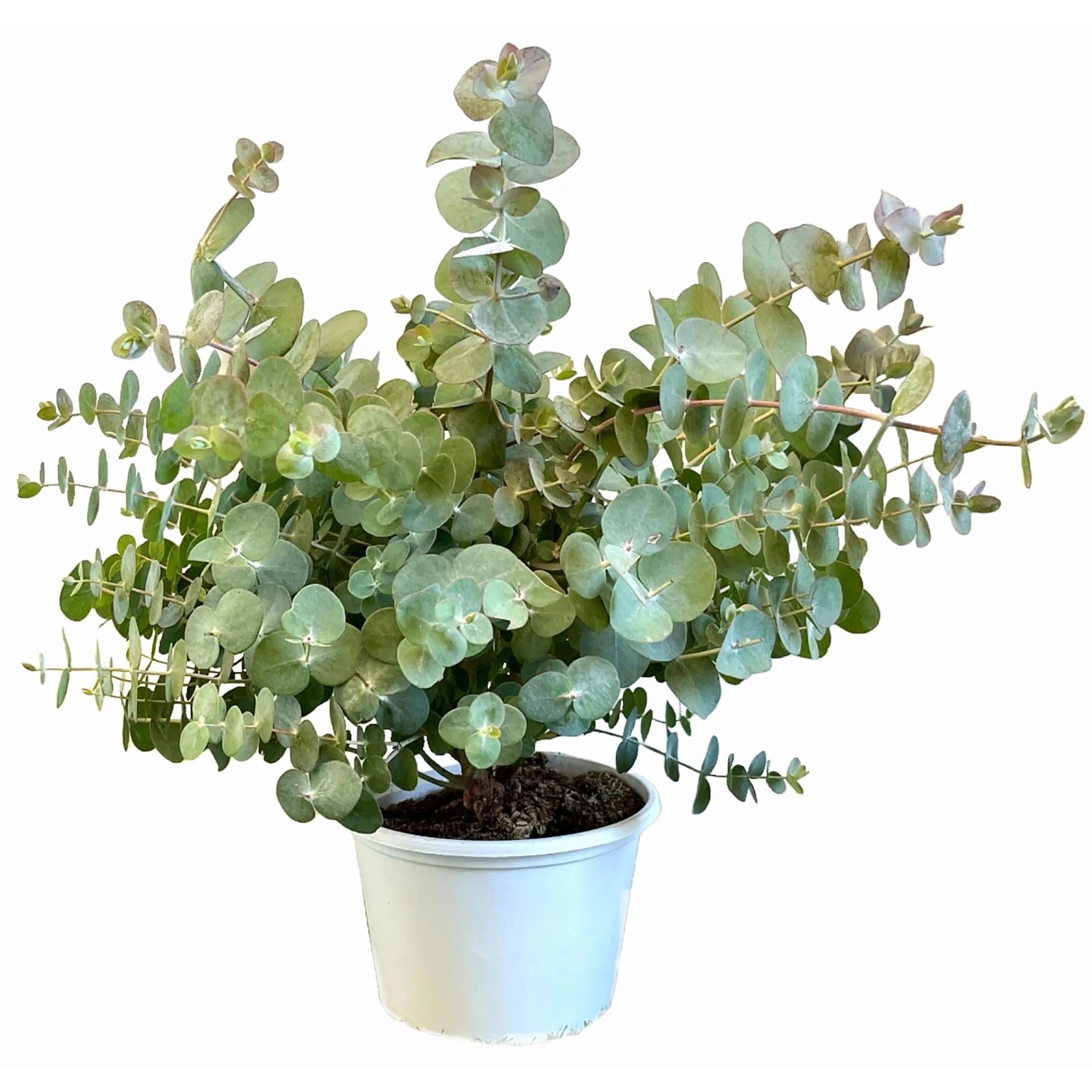 GROW by OBI Eukalyptus, Silver Dollar T17cm H35cm, Eucalyptus cinerea kaufen bei OBI
