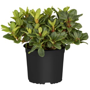 Zimmerazalee (Rhododendron simsii) im Topf, ca. 20 cm hoch, grüne Blätter.