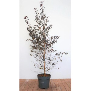 Betula Pendula Royal Frost Hängebirke mit rotbraunen Blättern im Topf, 100–125 cm hoch.