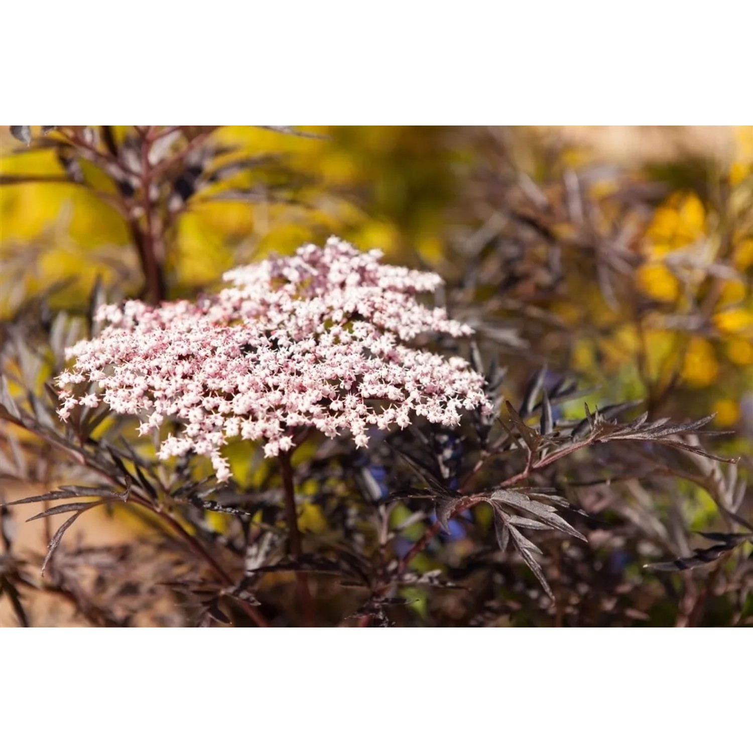Nahaufnahme des Schwarzen Holunders 'Black Lace' mit dunkelrotem Laub und zarten rosa Blüten.