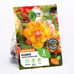 GROW by OBI Begonie Cascade Golden Balcony, gelbe Blüten, ideal für Balkonkästen.