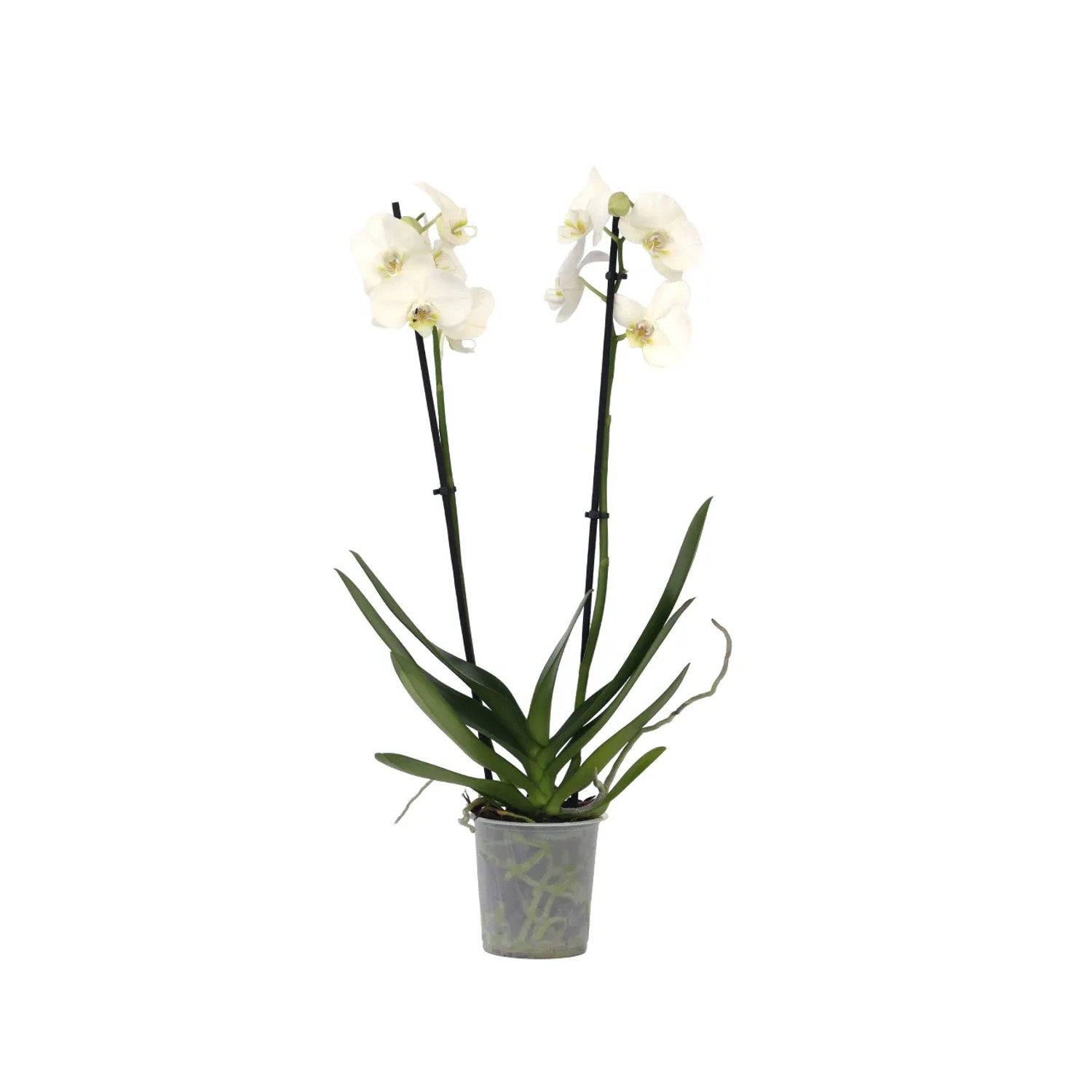 Plant In A Box Schmetterlingsorchidee Phalaenopsis Höhe 50cm Ø12 Weiß