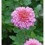 Nahaufnahme einer rosa Winteraster (Chrysanthemum Indicum) mit Wassertropfen.