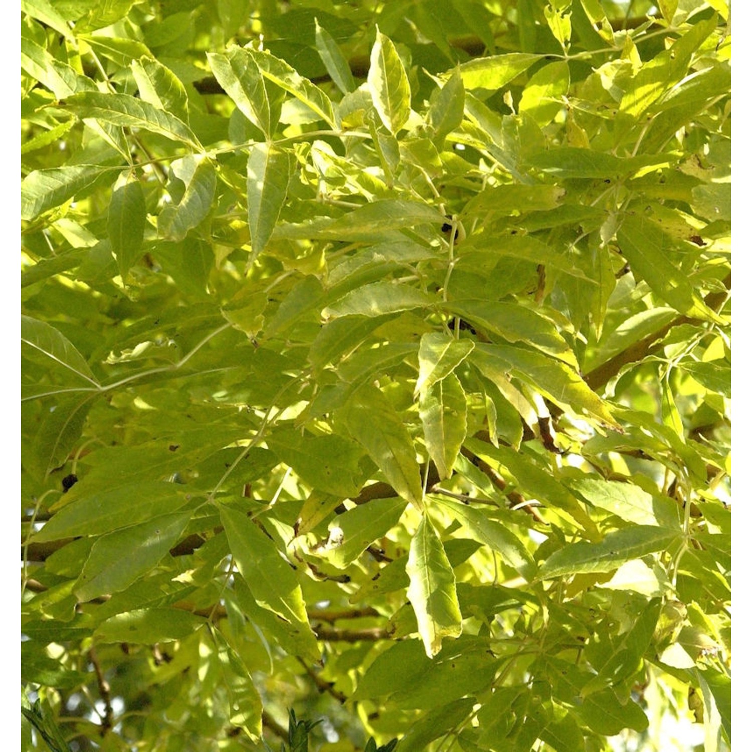 Hochstamm Gemeine Esche Allgold 80-100cm - Fraxinus exelsior günstig online kaufen