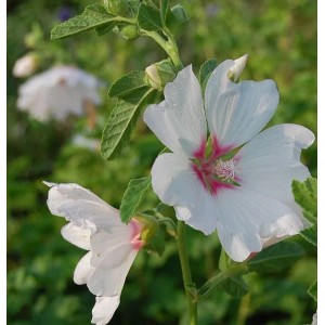 Nahaufnahme der Buschmalve Blushing Bride, weiße Blüte mit rosa Mitte.