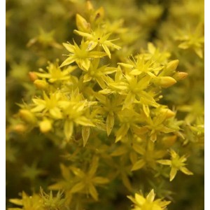 Milde Mauerpfeffer Weiße Tatra - Sedum sexangulare