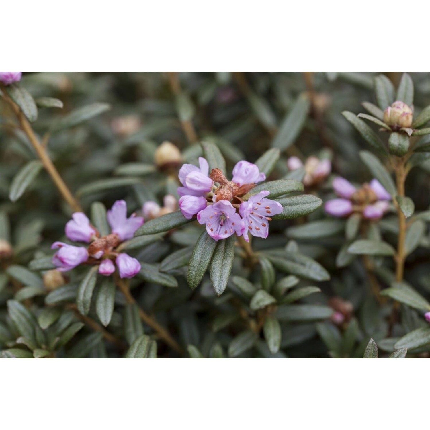 Rhododendron Hippophaeoides Zartlila 30–40 cm günstig online kaufen