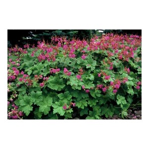 Balkan-Storchschnabel 'Czakor' als Bodendecker mit rosa Blüten im 9cm Topf (6er Set).