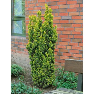 Säulenförmige, goldgelbe Taxus Baccata Standishii Eibe (50–60 cm) im Garten.