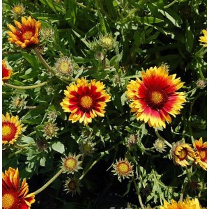 Korkadenblume Bremen (Gaillardia aristata) mit rot-gelben Blüten im Garten.