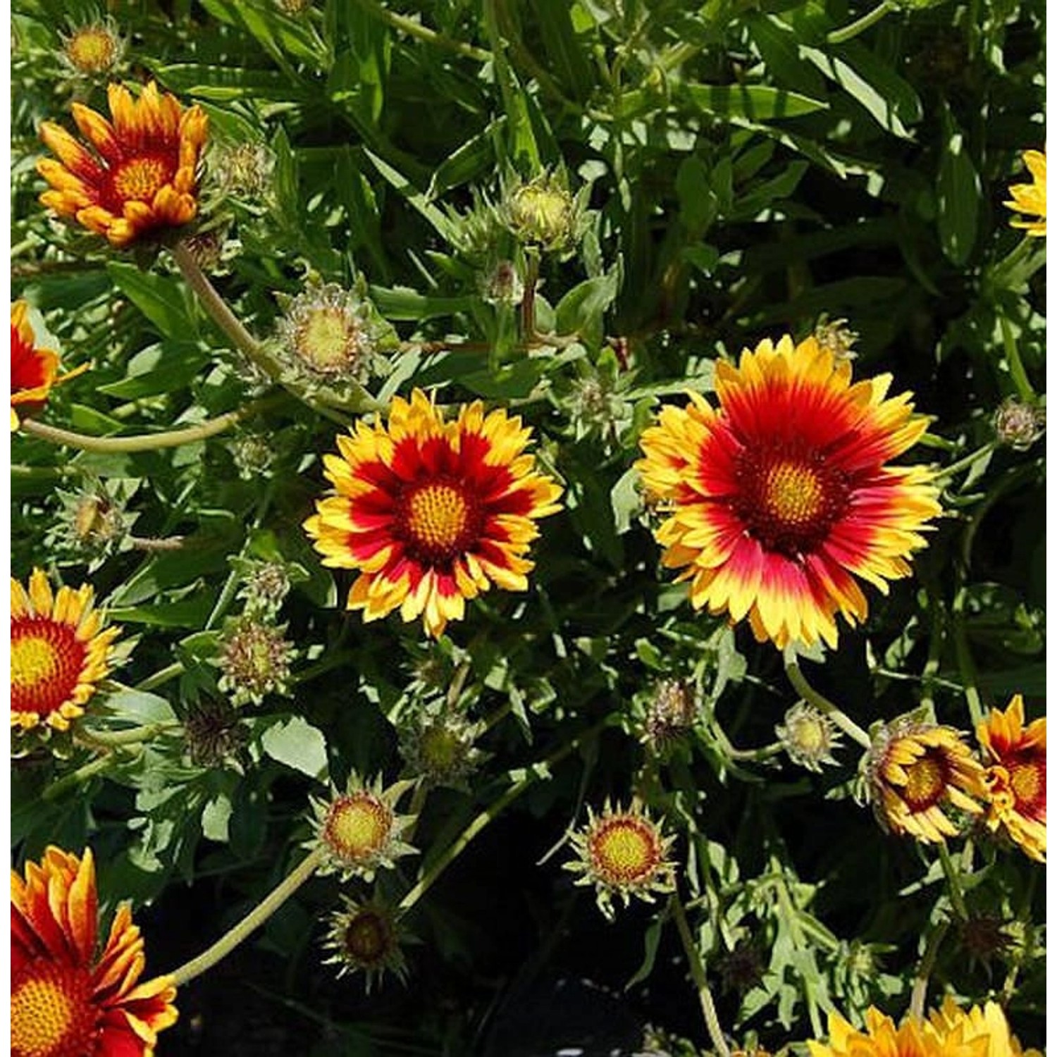 Korkadenblume Bremen - Gaillardia aristata günstig online kaufen