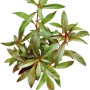 Dennerle Plants Ludwigia Glandulosa, Aquariumpflanze mit grünen und roten Blättern für den Mittelgrund.