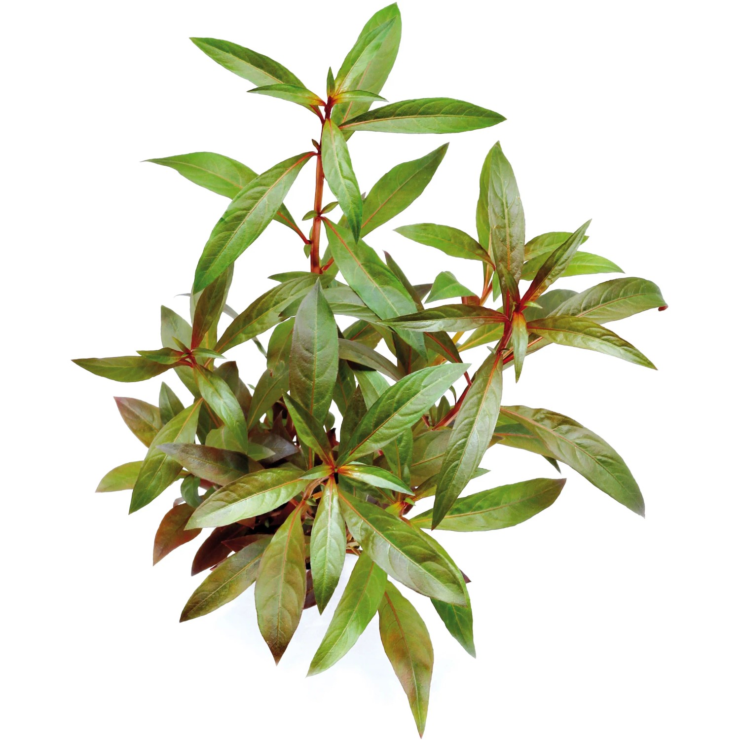 Dennerle Plants Aquariumpflanze Ludwigia Glandulosa