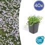 Blauer Bubikopf Bodendecker im 9cm Topf, 40er Set. Zarte, blaue Blüten.