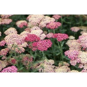 Blühende Schafgarbe 'Paprika' (Achillea millefolium) im Topf, leuchtend rote Blüten.