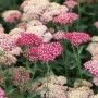 Blühende Schafgarbe 'Paprika' (Achillea millefolium) im Topf, leuchtend rote Blüten.