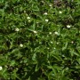 Foto einer Walderdbeere 'Blanc Ameliore' (Fragaria vesca) mit grünen Blättern und kleinen weißen Blüten.