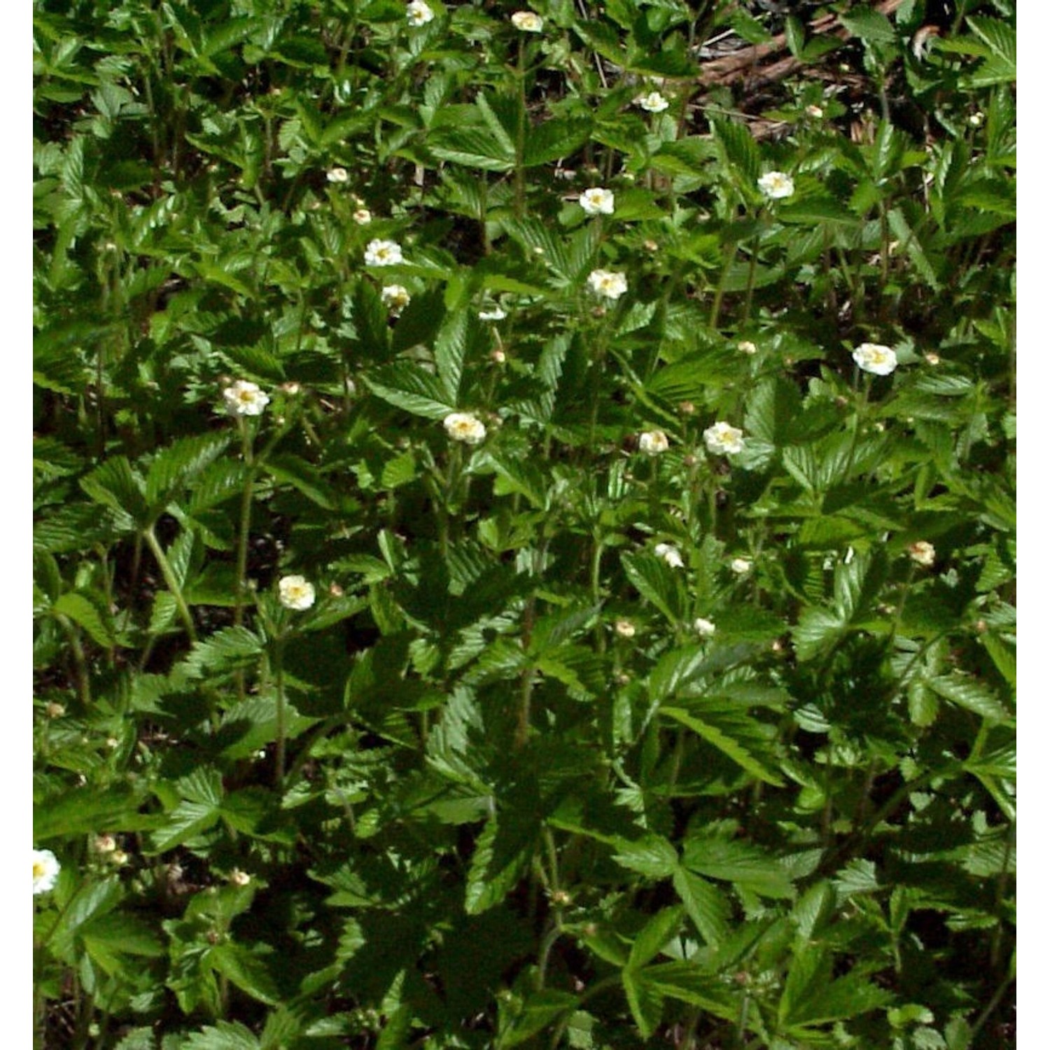 Walderdbeere Blanc Ameliore - Fragaria vesca günstig online kaufen