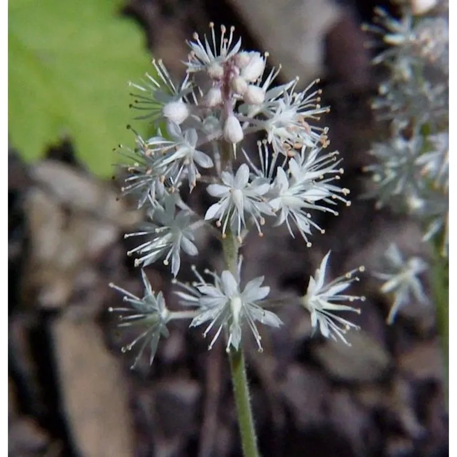 Herzblättrige Schaumblüte - Tiarella cordifolia