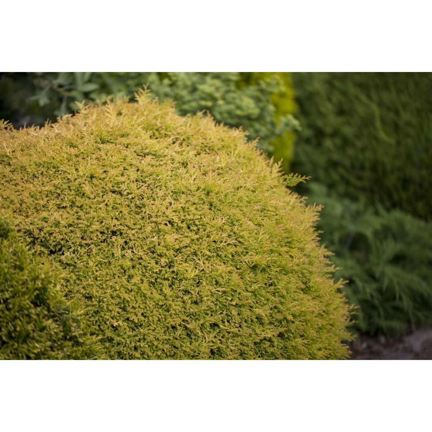 Goldgelbe Thuja 'Rheingold' (60-70 cm) als Heckenpflanze im Garten.