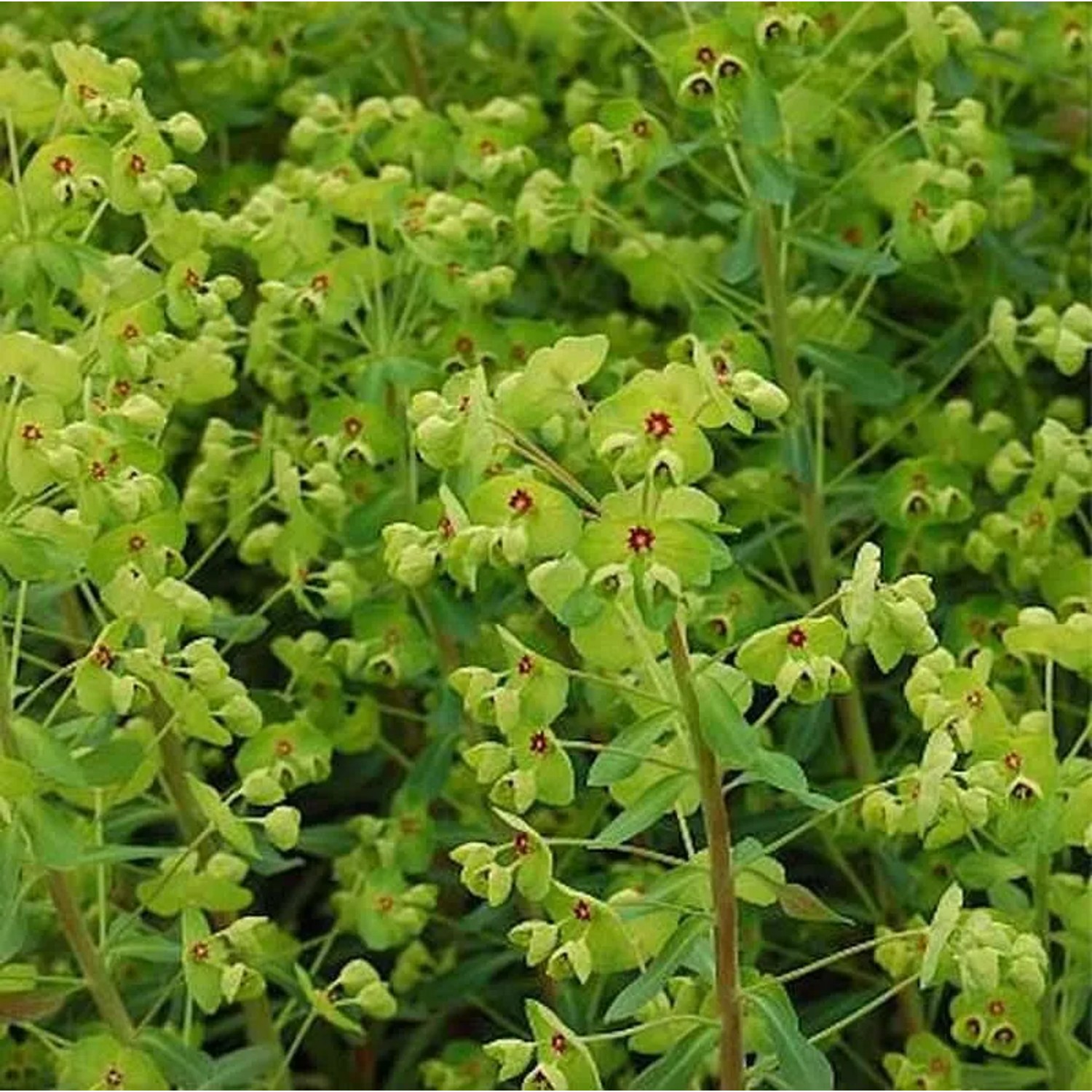 Busch Wolfsmilch - Euphorbia martinii