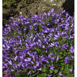 Glockenblume 'Templiner Teppich' (Campanula poscharskyana) mit violetten Blüten im Garten.