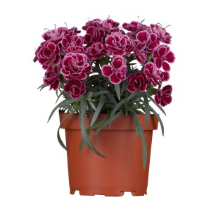 Gartennelke Purple Wedding im Topf, violett-pinke Blüten mit weißem Rand. Sommerpflanze für Beet und Balkon.