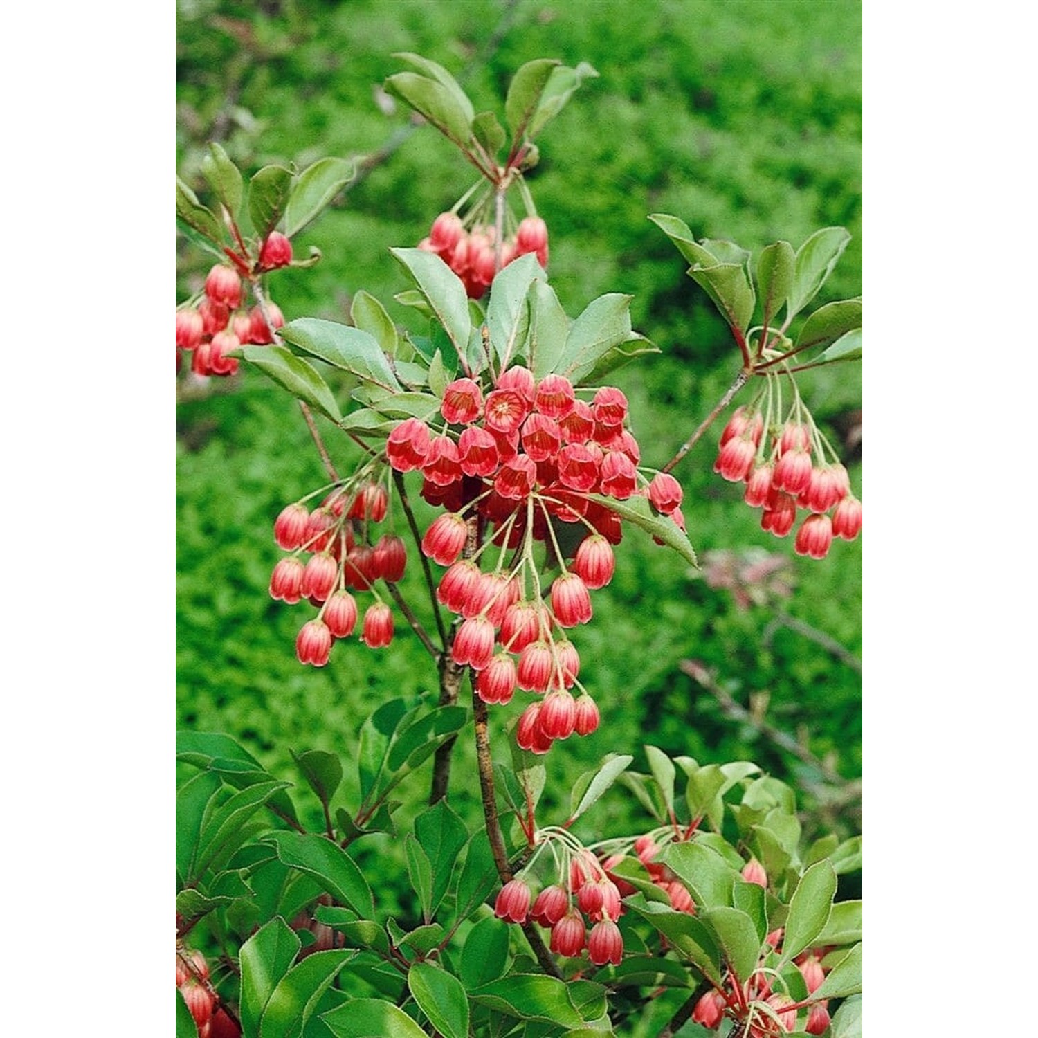 Enkianthus Campanulatus Prachtglocke Ruby Glow 30-40 cm günstig online kaufen