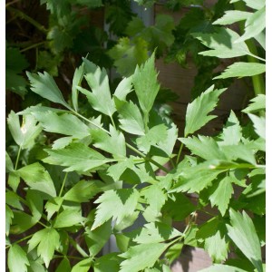 Nahaufnahme von Liebstöckel (Maggikraut) mit grünen Blättern. Ideal für Kräutergärten.